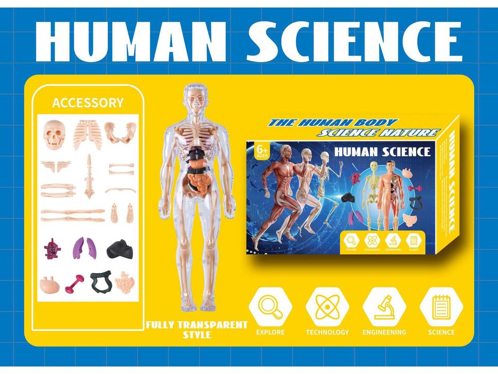 3D Human Skeleton Model Kit for Children's Educational Anatomy and Medical Teaching