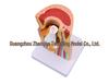 Removable Human Knee Joint Anatomy Model with Skin, Bones, Ligaments, and Meniscus for Medical Teaching