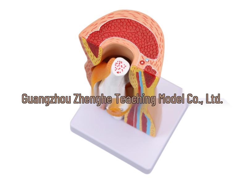 Removable Human Knee Joint Anatomy Model with Skin, Bones, Ligaments, and Meniscus for Medical Teaching