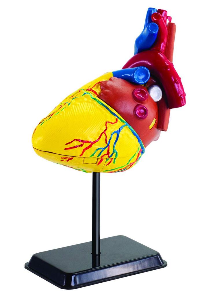 Doyusha Human Anatomy Model Series Heart 14cm Complete Model