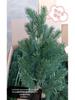 Pine Needle Juniper Artificial Bonsai with Dried and Plastic Pine Leaves