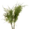 Hill Interiors Asparagus Fern Artificial Plant