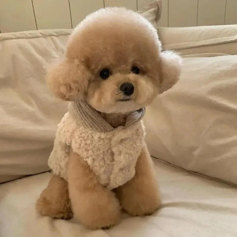 Fashion Pet Two-Legged Coat with Hat Warm Cotton Vest for Small Medium Dogs Winter Chihuahua Costume Puppy Clothing