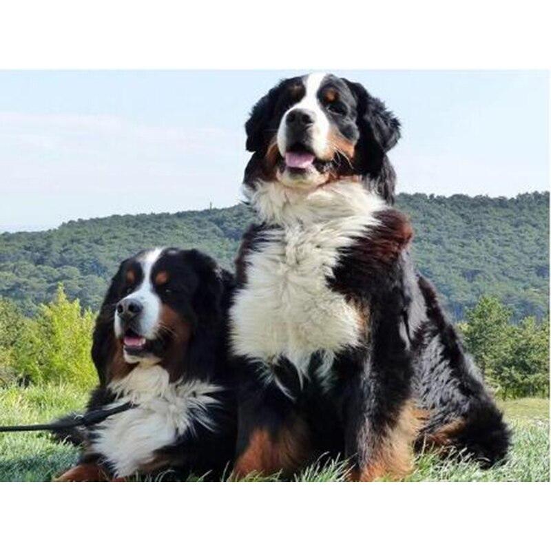 DIY 5D Diamond Painting Animal Full Square/Round Diamond Embroidery Picture Rhinestones Mosaic Dog Cross Stitch Home Decor Gift