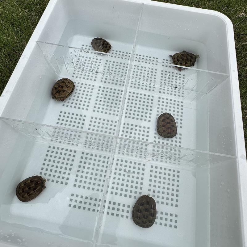 Upgraded XL Double-Layer Cat Litter Box with Turtle Design & Isolation Basin