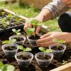 50/300Pcs Transparent Plastic Plant Covers Seedling Trays Hydroponic Containers Home Garden Planting Supplies Nursing Lids