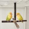 Bird Perch Nature Molar Stand for Parrots Conure Supplies Budgies Grinding Scratchers for Small Medium Parrots Toy