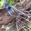 Portable Manual Hoe Weeding Puller Manual Small Hoe Gardening Tool Lawn Root Remover For Gardening Outdoor Digging Tool