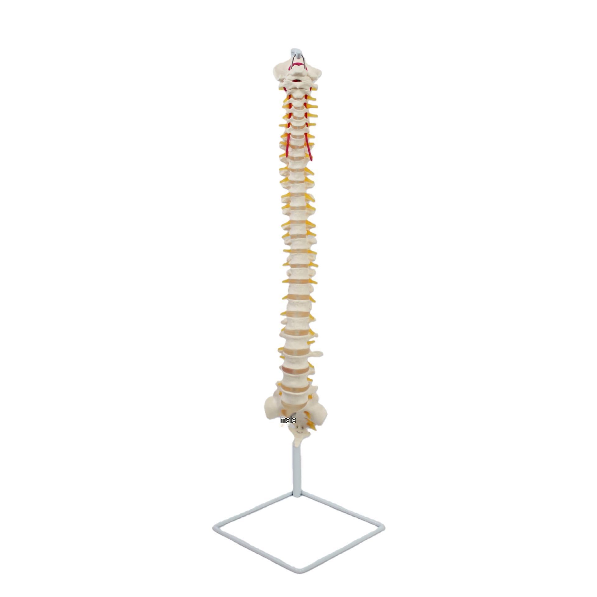 Human Skeleton Spine Model with Bendable Vertebrae for Teaching 31*31*88 CM