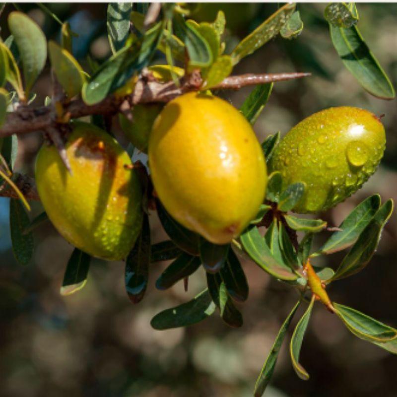 HARAZ Argan Oil Hair Serum Pure Cotton Scent, 1 pc, 100ml