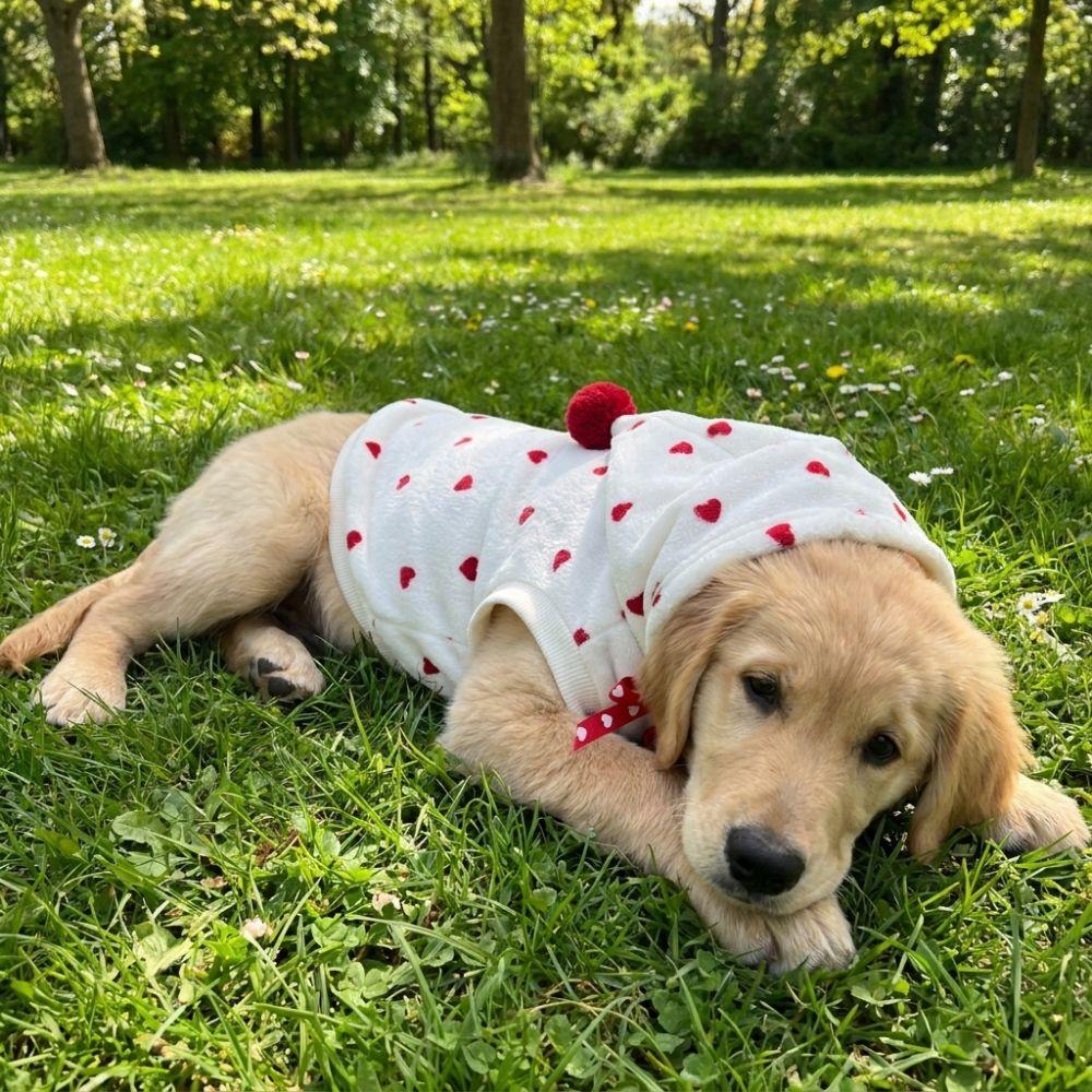 Warm Dog Striped Hooded Hoodie Heart Pattern Comfortable Puppy Sweatshirt with Hat Breathable Cat Sweater Outdoor Walking