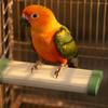 Heated Bird Perch Shelf Resistant USB LowElectric Cage Mounting Hardware for