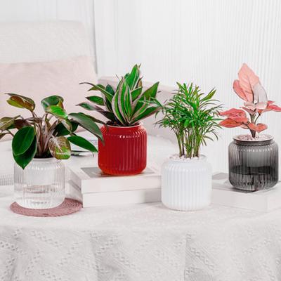 Self Watering Pots for Indoor Plants Clear Plastic Wicking Flower Pot Modern Decorative Planter