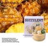 Scented Candles DIY Succulent Fragrance Indoor Lasting Fragrance