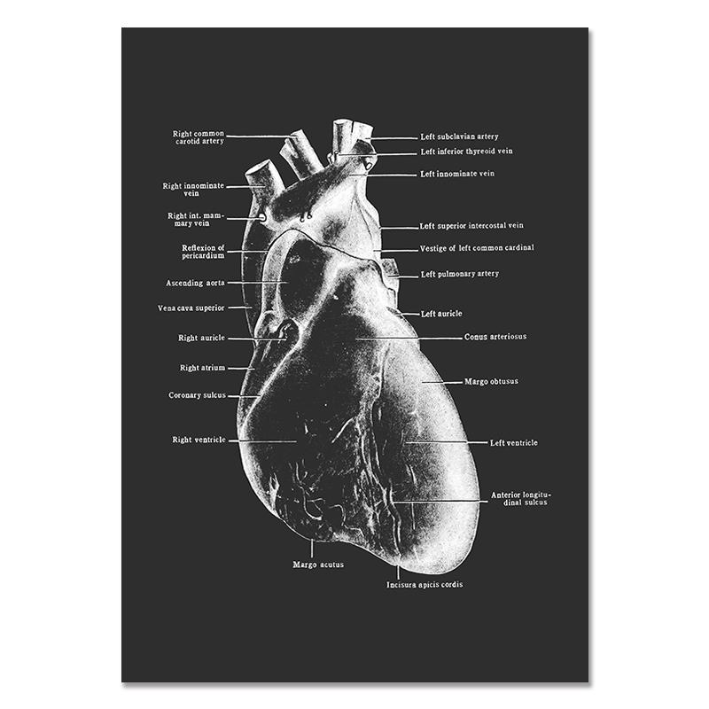 Anatomy Muscle Bone Black and White Canvas Painting Skeleton Organ Wall Art Modern Pictures Posters for Doctor Office Home Decor