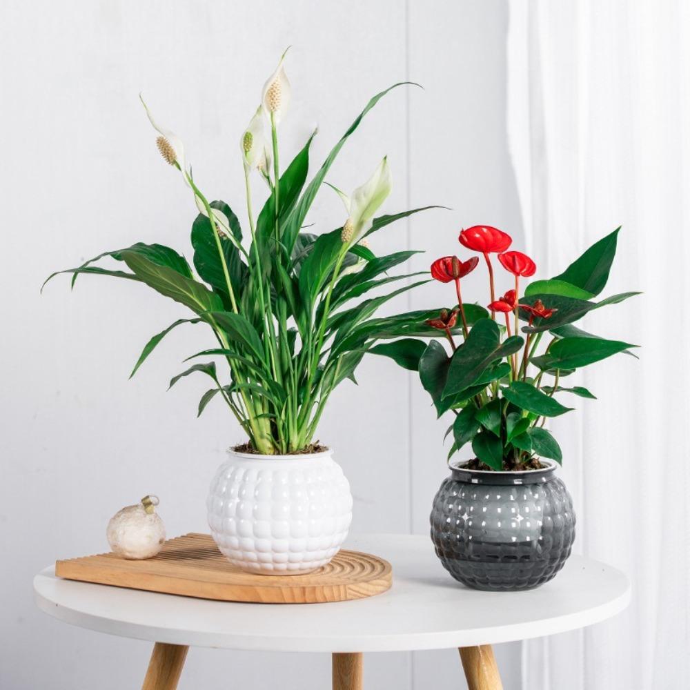 

Self Watering Hydroponic Plants Pot Mini Succulent Planter Tabletop Vase for Plants and Flowers абрикосовий