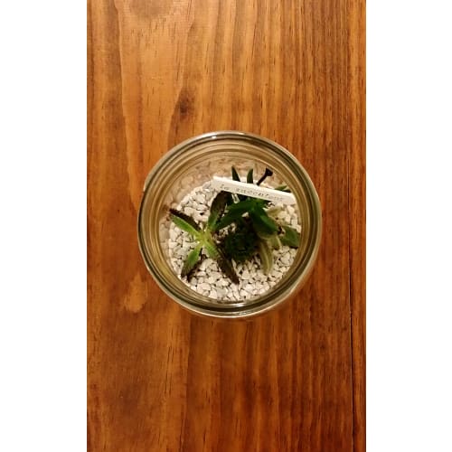 Aderia Silver Cap Storage Jars, 450mm, Set of 6, Glass Storage Containers, Canisters, Airtight Containers for Condiments, Coffee, and Beans, M6579