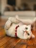 1pc Pet Collar With Rhinestone Heart & Bell Decoration, Cat Collar
