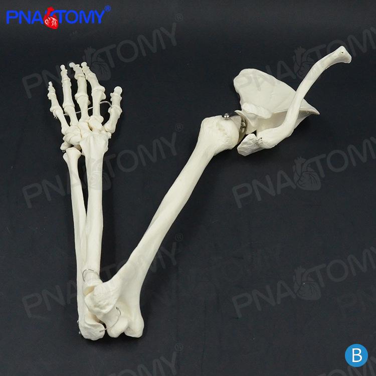 Upper Limb Skeleton Model: Scapula, Clavicle, Humerus for Orthopedic Study Length 80cm