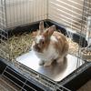 Aluminium Haustier Kühlmatte Bissfestigkeit Niederländisches Schwein Eismatte Langlebige Kühlung Hamsterbett Haustier Lebensraum