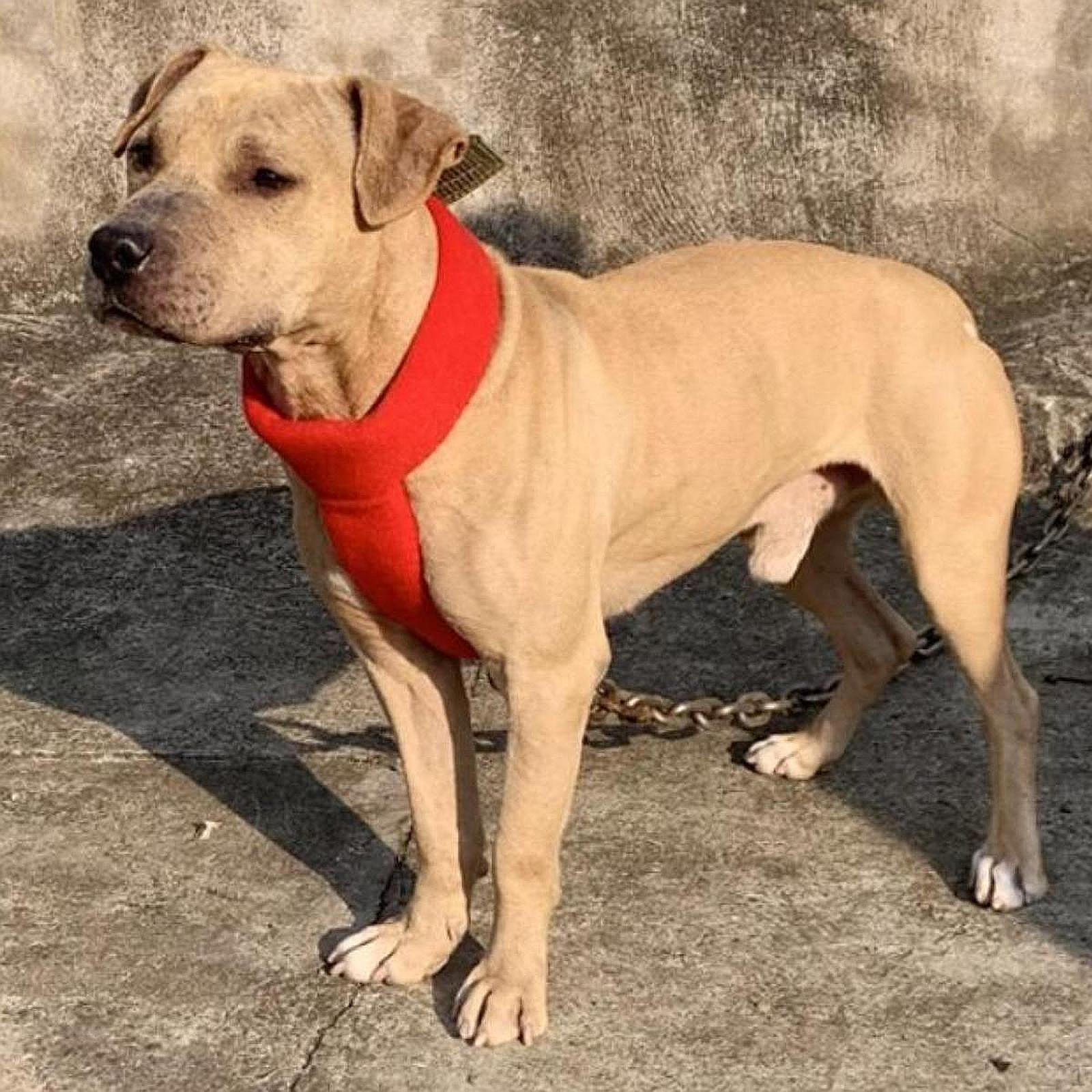 

&усилитель; Ошейники для питомцев, Простые в использовании, Портативные, Мягкие, Ретро, Быстросъемные, Регулируемые, для И Собак M