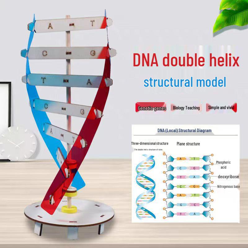 DNA Double Helix Model Kit for Biology Education - DIY Science Toy for Middle & High School Students