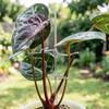 Metal Plantestamme Support Dekorativ Monstera Plante Stamme Support Genanvendelig Plante Stabilisator til Monstera Indendørs Potteplanter Udendørs Planter