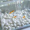 Peixes e animais aquáticos – Decoração de aquário