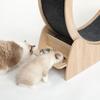 Custom Logo Interactive Cat Entertainment Cat Wheel Treadmill Wooden