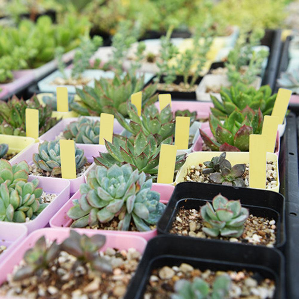 100 stk PVC Hage Plantepotemarkører Stikketiketter Gård Planteskole Frøetikett (Gul)
