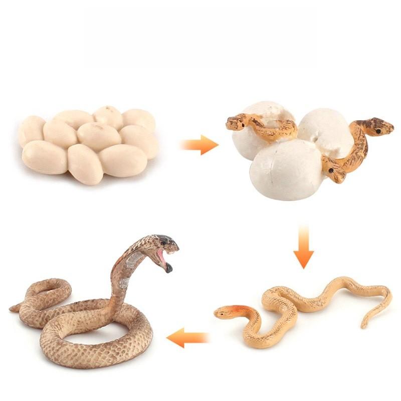 

Realistic Pvc Snake Life Cycle Model For Children Learning Animal Figurine Cobras