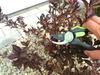 Manual Shrub And Branch Pruner