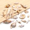 10-100pcs Natural Shell Acrylic Beads Ocean Light Brown  Seashell Pendants For Jewelry Making DIY Bracelets Keychain Accessories