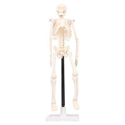 Model lidské kostry 42 cm Odnímatelný Flexibilní Lehký PVC Mini Vyučovací Model Kostry