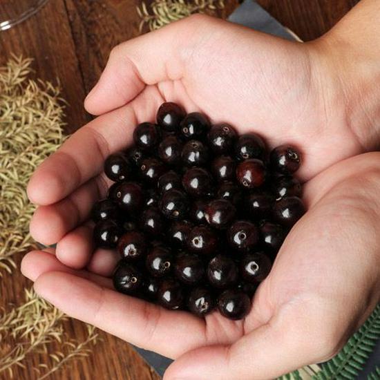 Wild Rosewood Soapberry Prayer Beads in Wine Red Bodhi - Loose Beads from Sapindus Mukorossi (No Three-Way Bead)