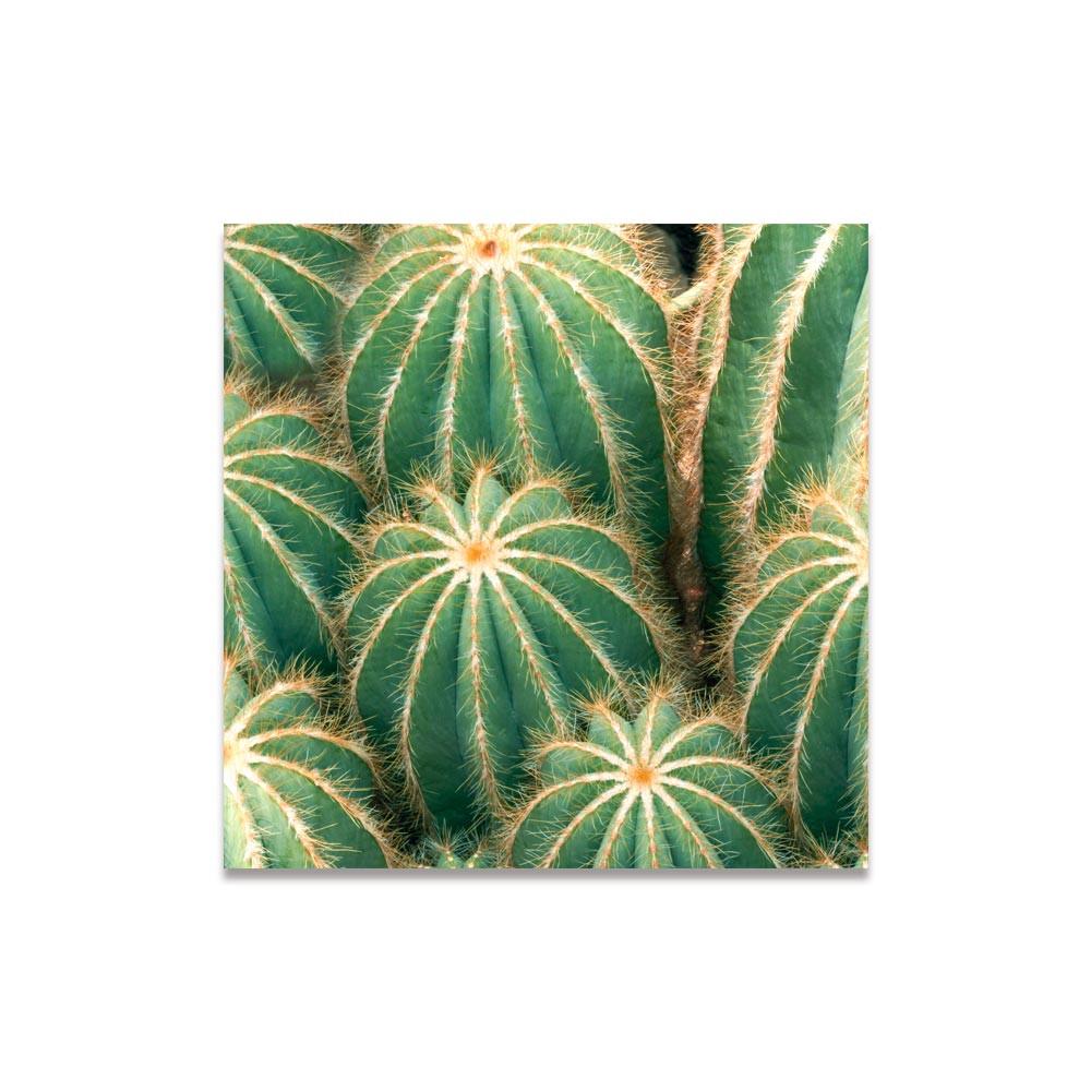 Les Trésors De Lily [A2235] - Photo Canvas 'Cactus' Green - 60x60 Cm