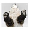 Raccoon No5238