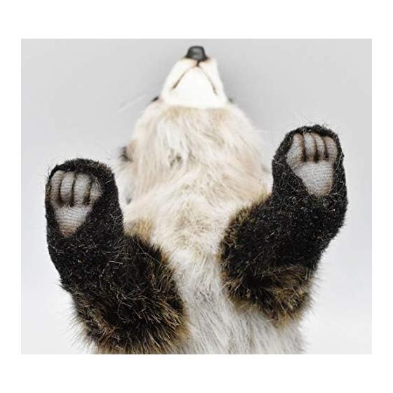 Raccoon No5238