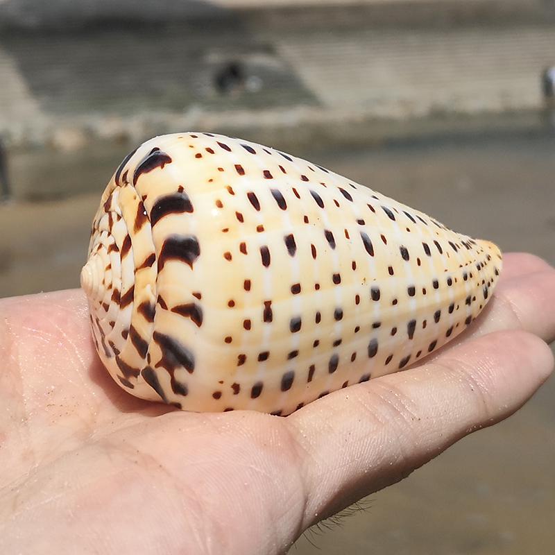 Large Conch Seashell Ornament for Wall Decor, Aquarium Aquascaping, and Sea Sound Collection