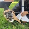 Yellow Tassels Dog Graduation Cap and BowTie Set for Pet Ceremonies Comfortable Polyester Party Accessory