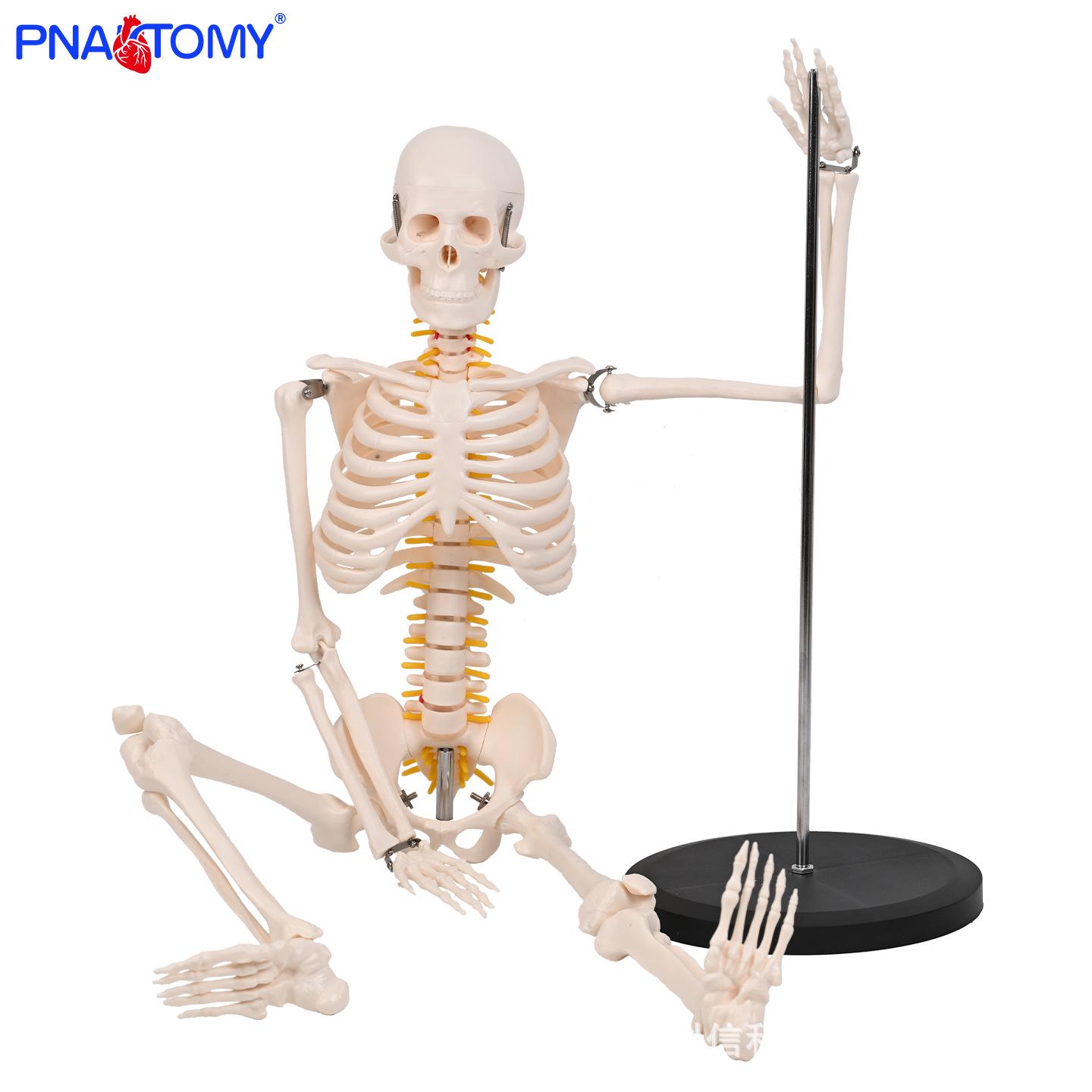 85cm Full Body Adult Human Skeleton Model with Detachable Skull and Spine for Medical Teaching. PNT-0106a