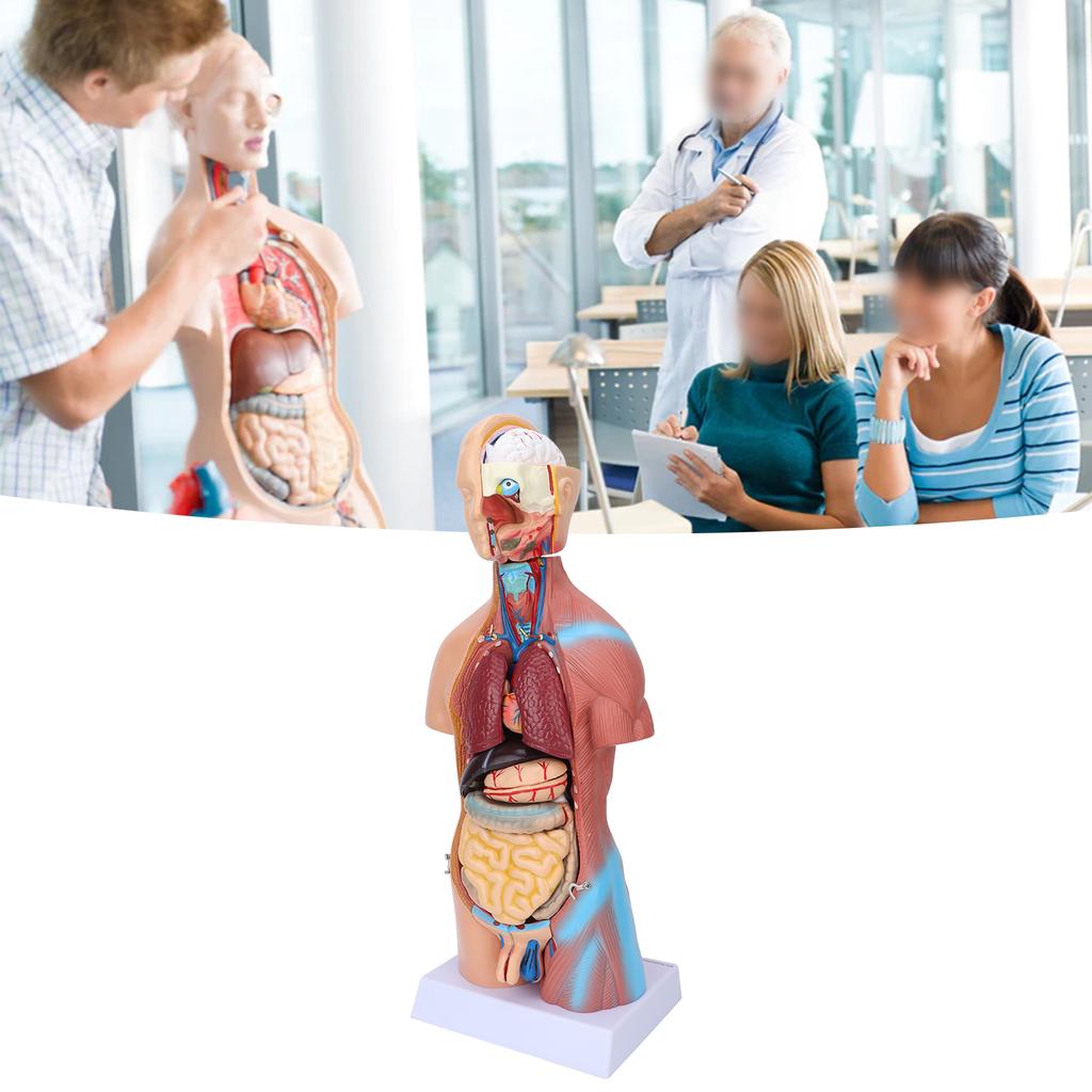 Menschliches Torso-Modell, abnehmbares pädagogisches Körper-Gehirnanatomie-Modell für den Unterricht in Schulkrankenhäusern, 17,7 Zoll