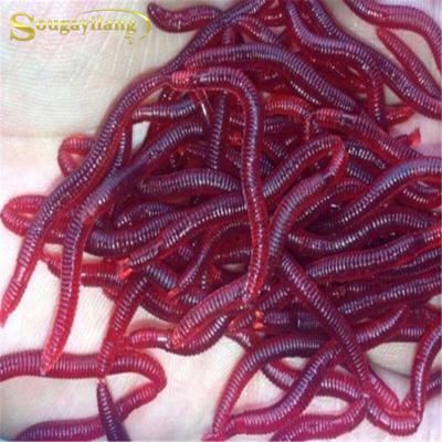 Kunststoff 100 Teile/los 4 cm Geruch Rot Wurm Lockt Weiche Köder Würmer Angeln Takcle Grub Fisch Spielzeug
