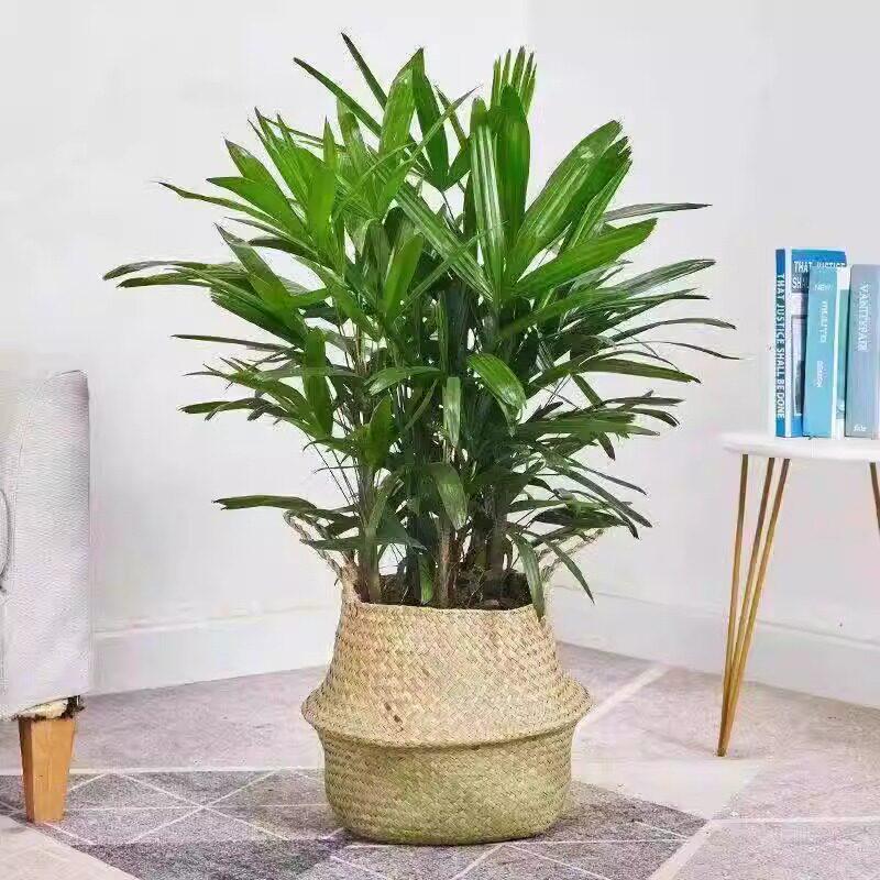 Bambusa multiplex 'Golden Bamboo': Large Evergreen Indoor Plant, Air-Purifying Foliage in Pot