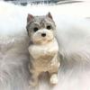 Congratulations Schnauzer Cat Teddy Simulation Large To Relaxing Pinch Cat Gift Schnauzer Congr O3P9