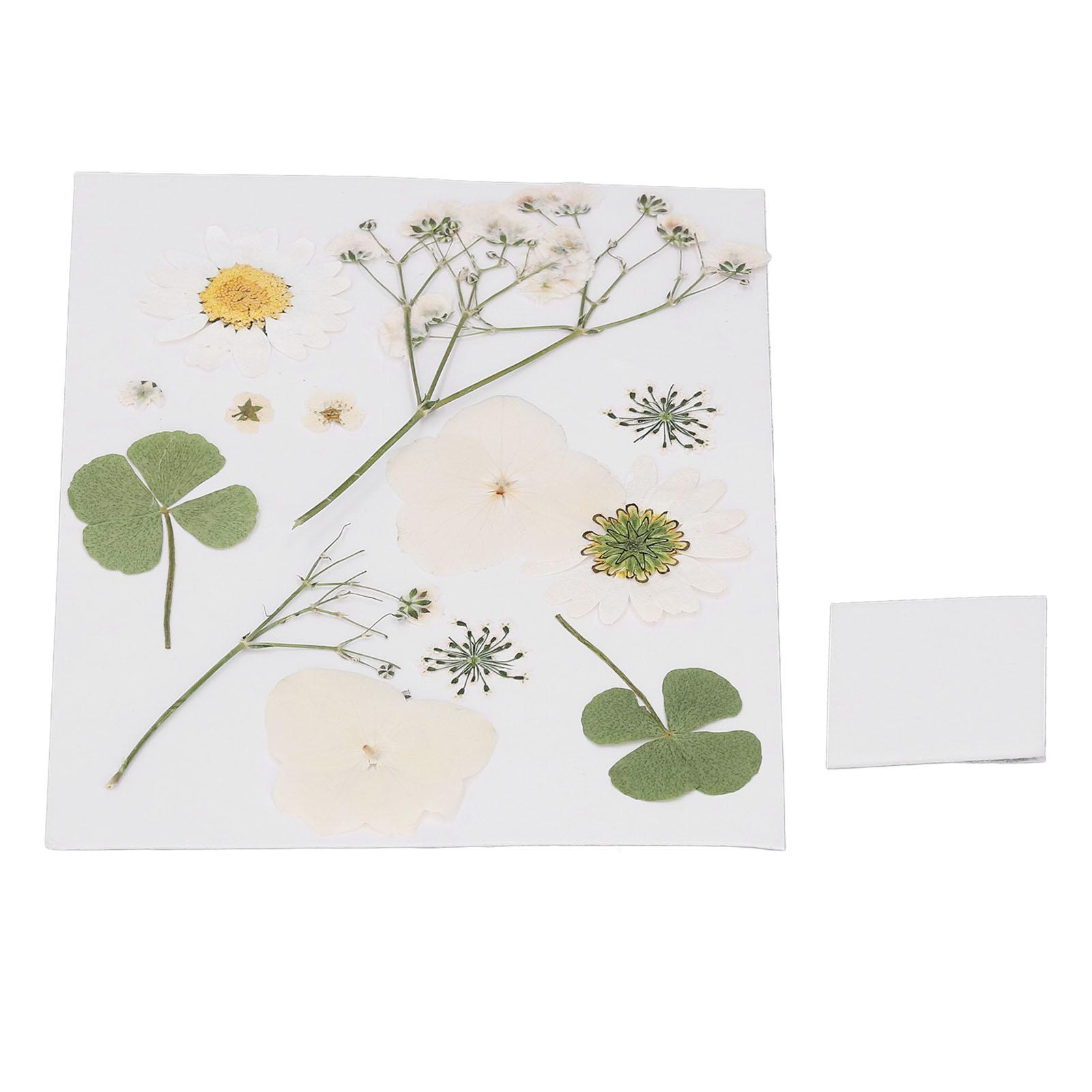 

Dried Pressed Flowers DIY Handcraft Flower Bookmark Natural Flowers Phone Cases Pressed Flowers Dry Flower Plant