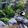 Funny Fishing Kitten for Aquarium Glass WallDecoration Landscaping Cute Kitten FishTank Cartoon Decors Statue Resin