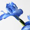 Artificial Iris Flower 2 Heads Faux Silk Flower Bouquet Long Stem Fake Iris Flowers for Floral Arrangements Table Centerpiece Party Wedding Decor