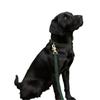 Benji & Flo Noble Suede Dog Lead