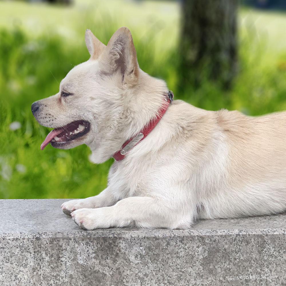 Personalizowana Skórzana Obroża dla Psa Kota Regulowana Grawerowana Zawieszka ID z Imieniem Zwierzaka Akcesoria Obroże dla Małych Średnich Psów